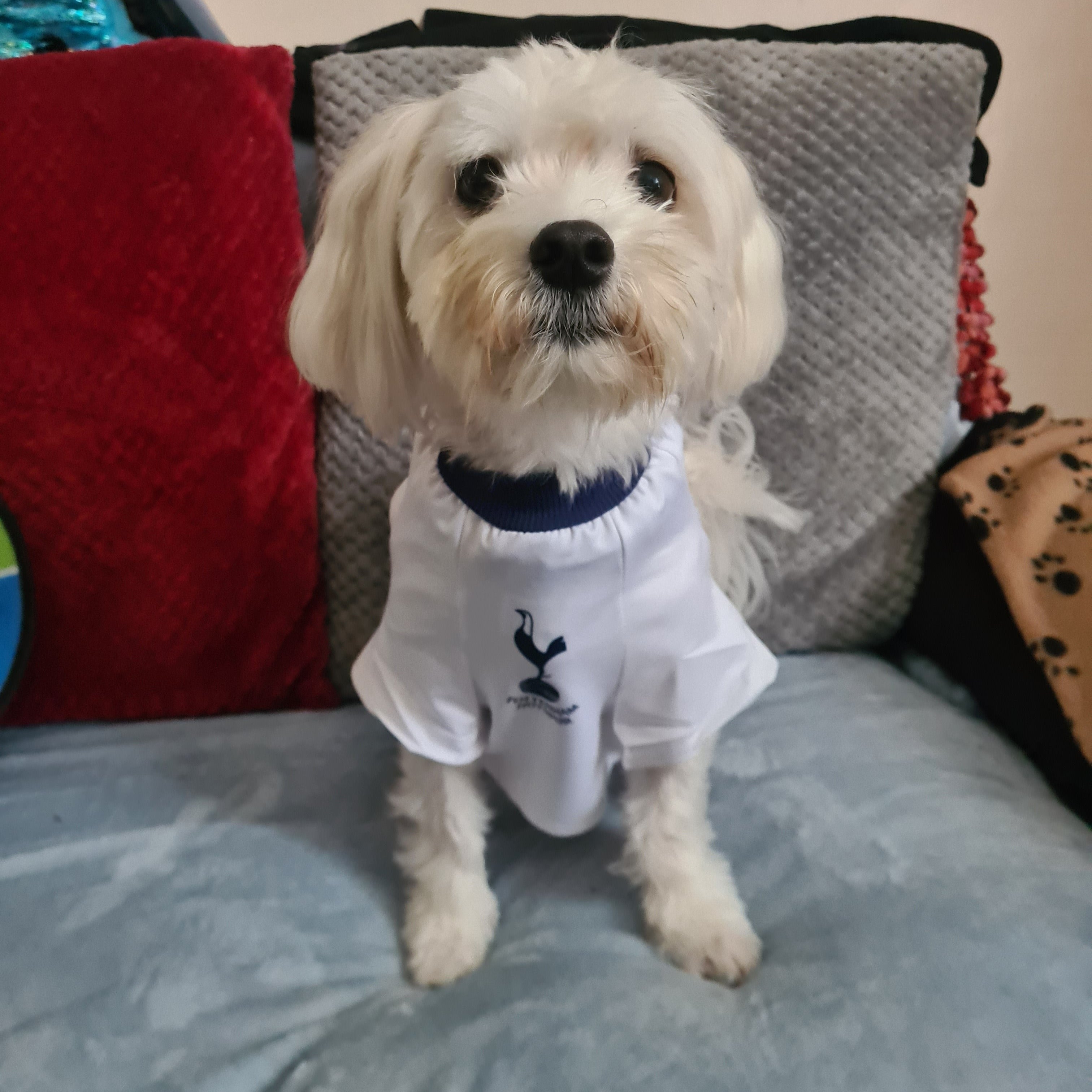 Personalized Spurs Dog Shirt