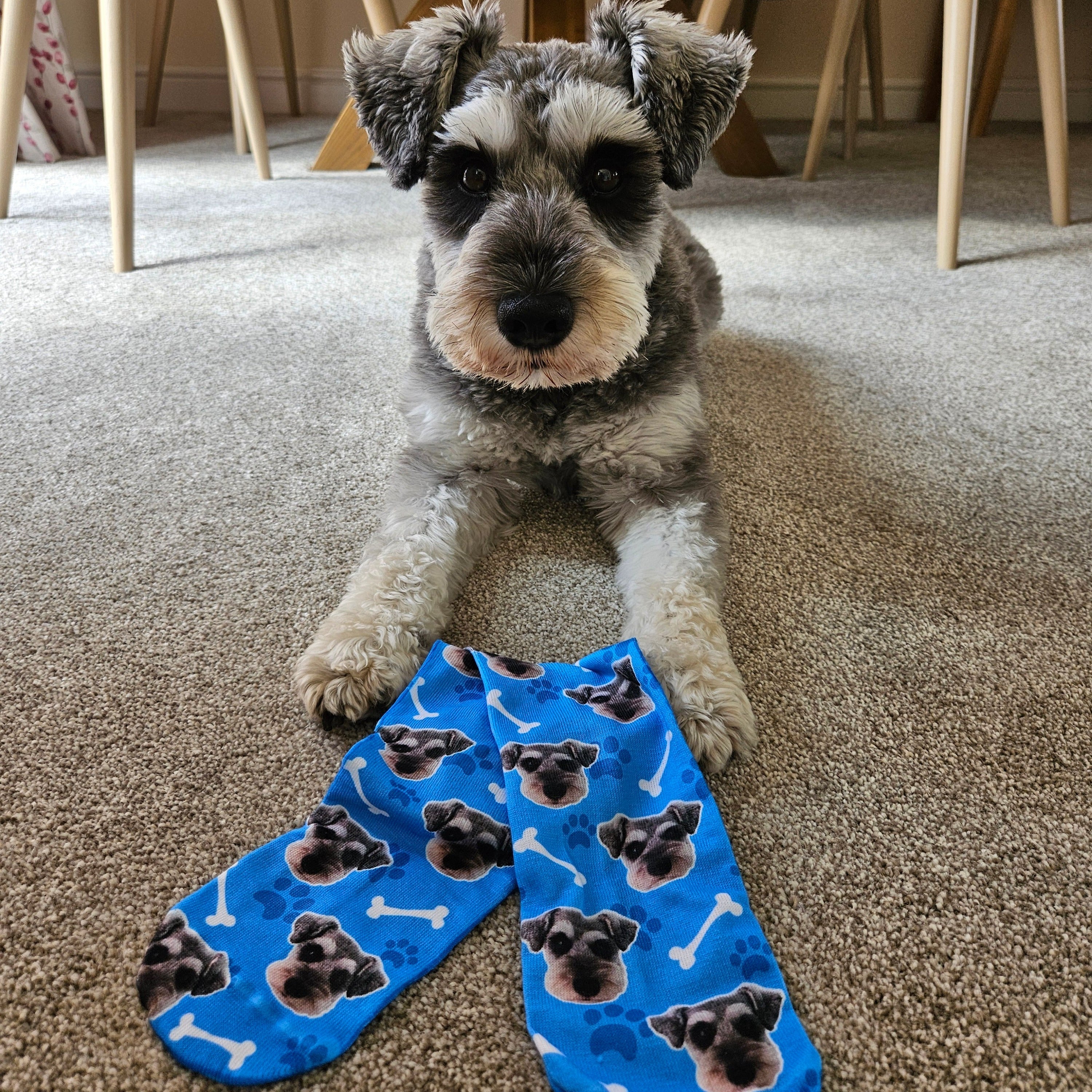 Your Dog on Socks