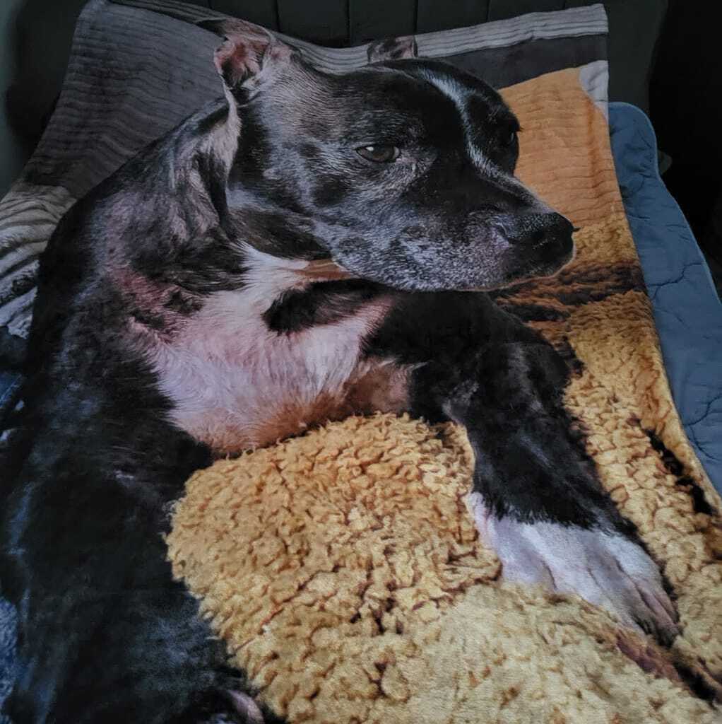 Dog Full Photo Personalized Blanket