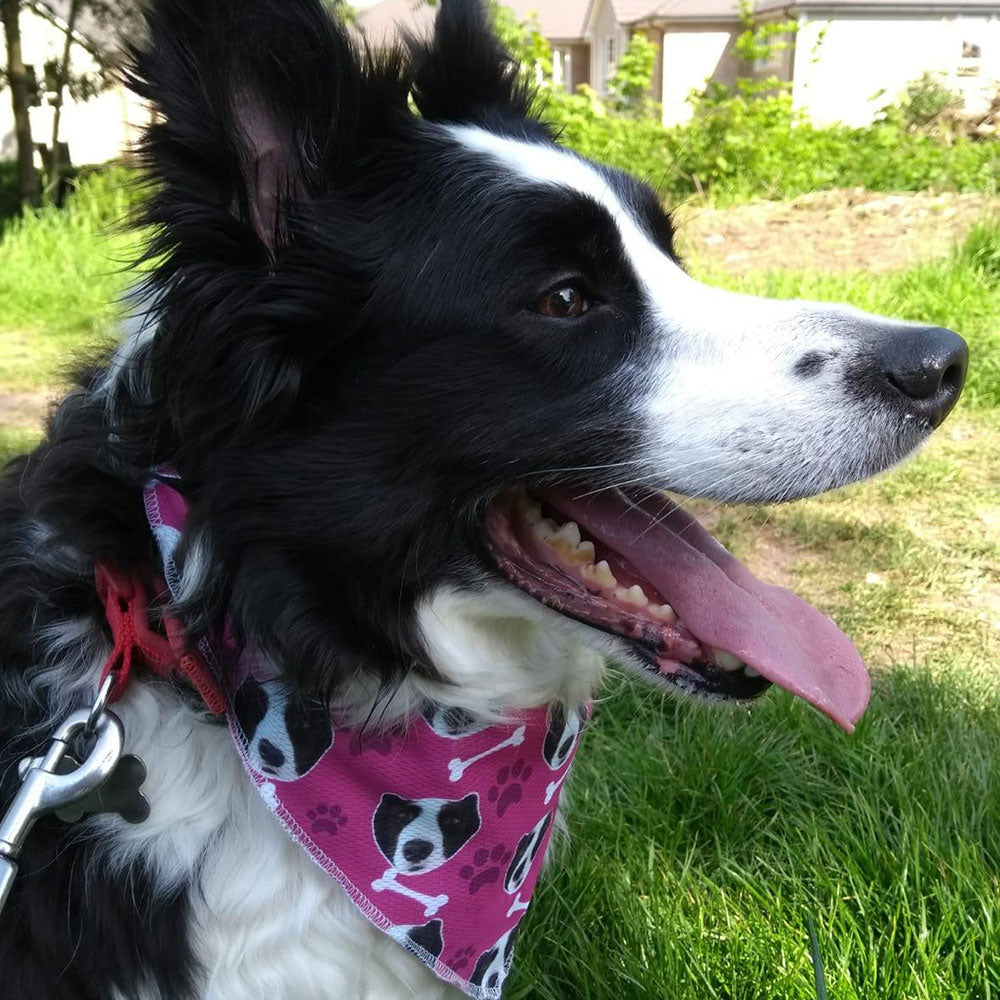 The Dogzy Personalized Dog Bandana