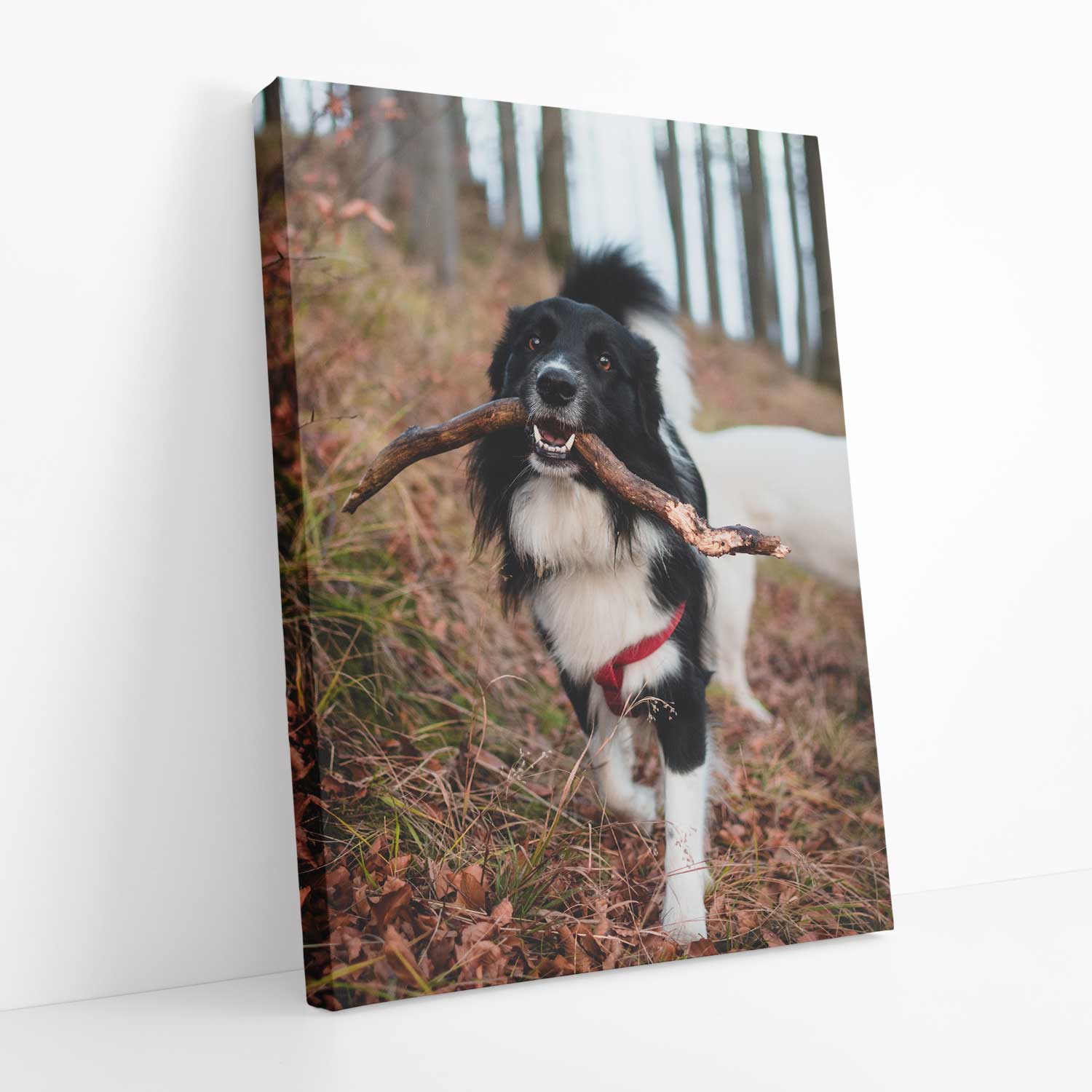Your Dog Full Photo Canvas