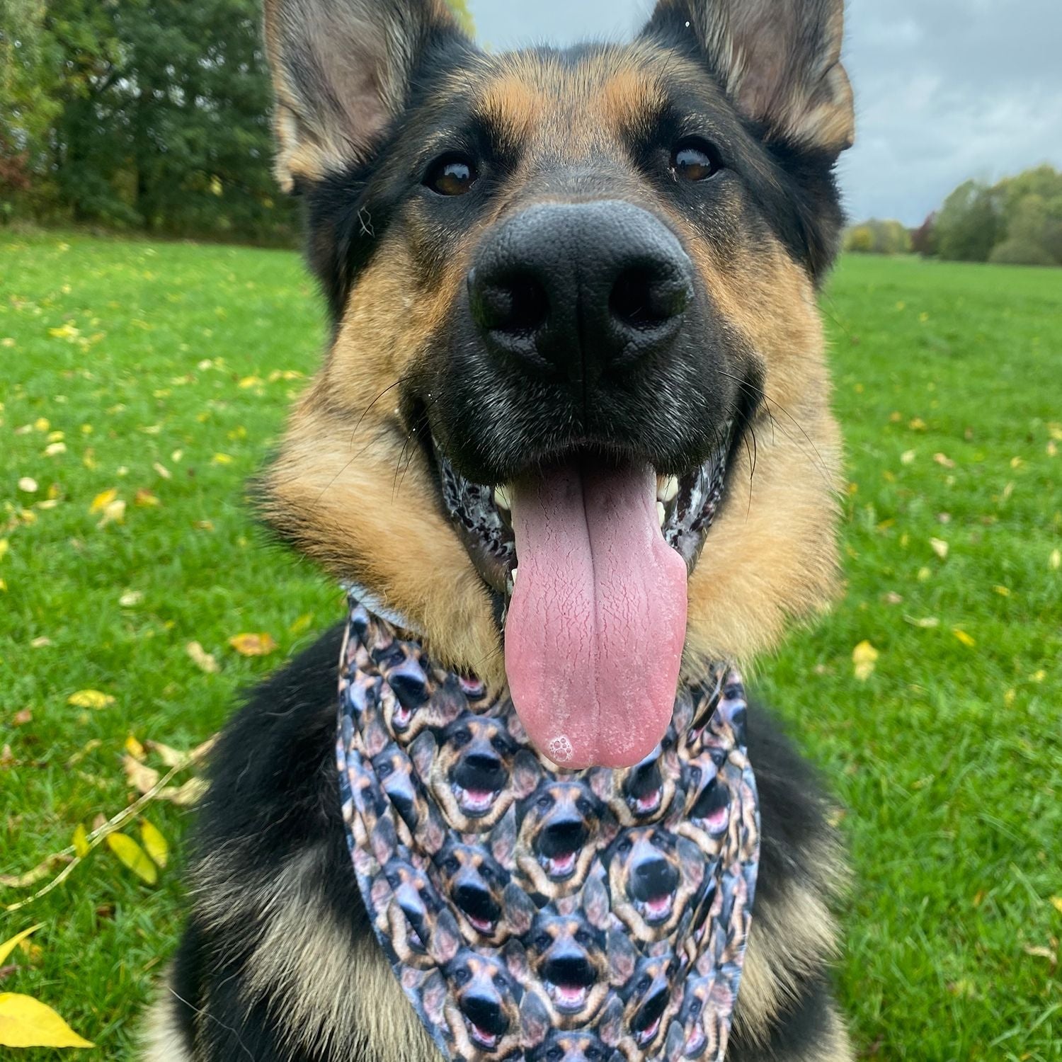 personalized dog bandana