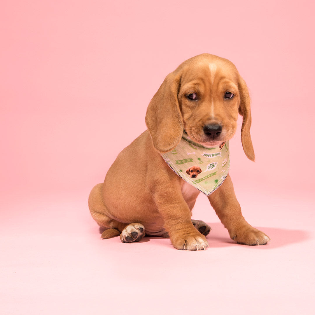 Happy Birthday Dog Photo Bandana