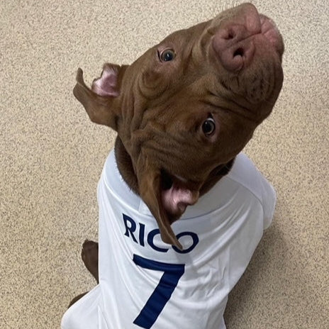 Personalized Spurs Dog Shirt