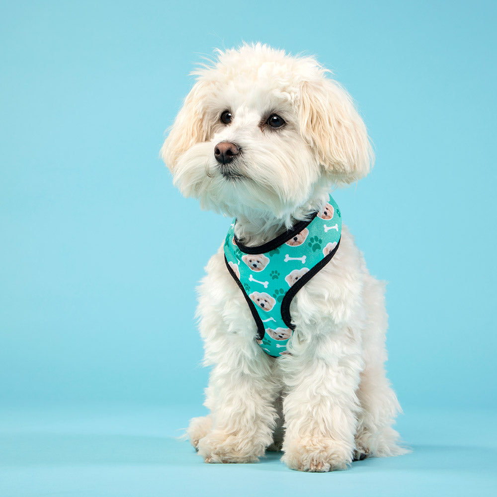 Dog Photo Harness