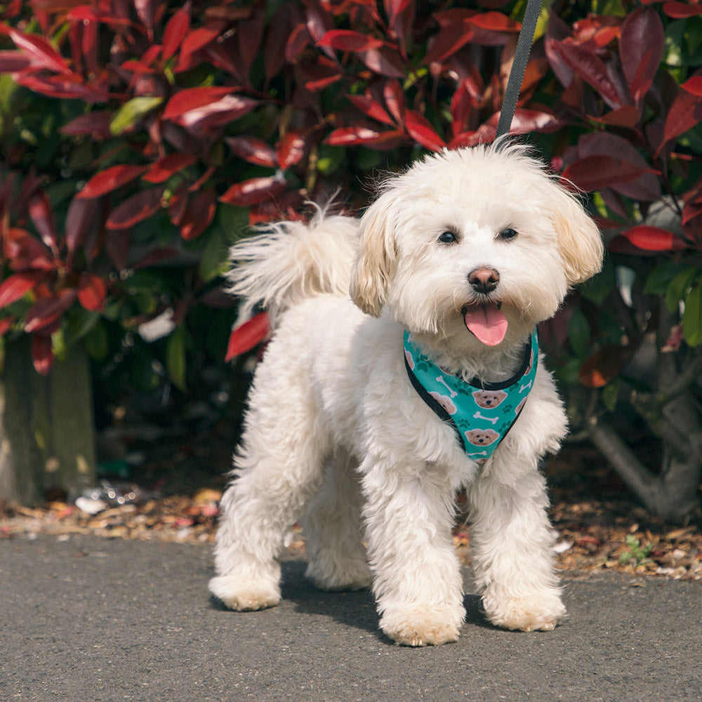 Dog Harness With Photo On