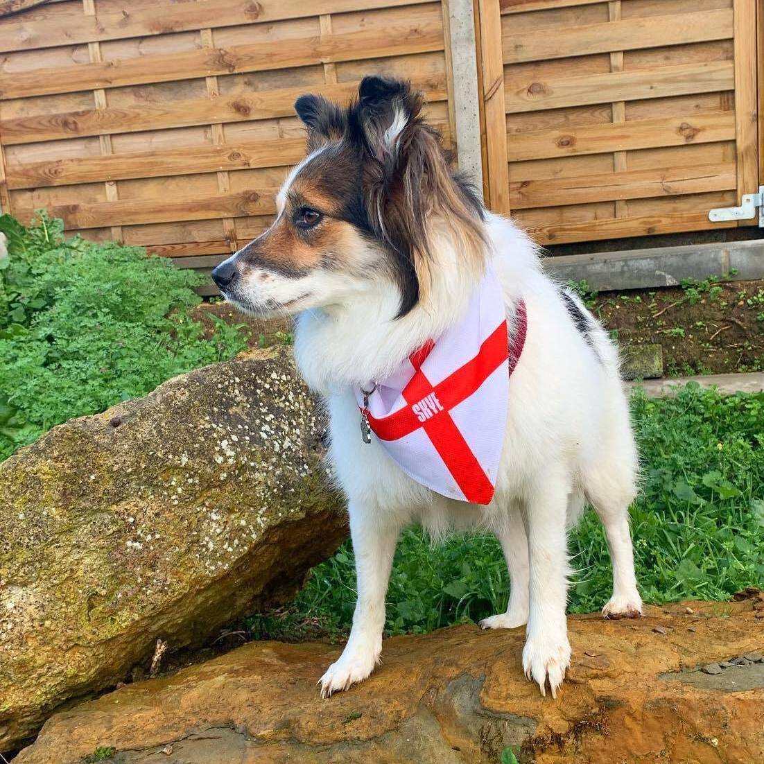 Personalized England Dog Bandana
