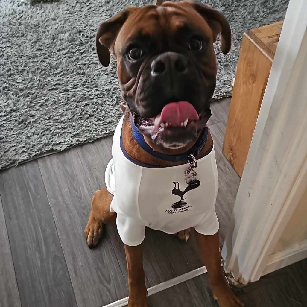 Personalized Spurs Dog Shirt