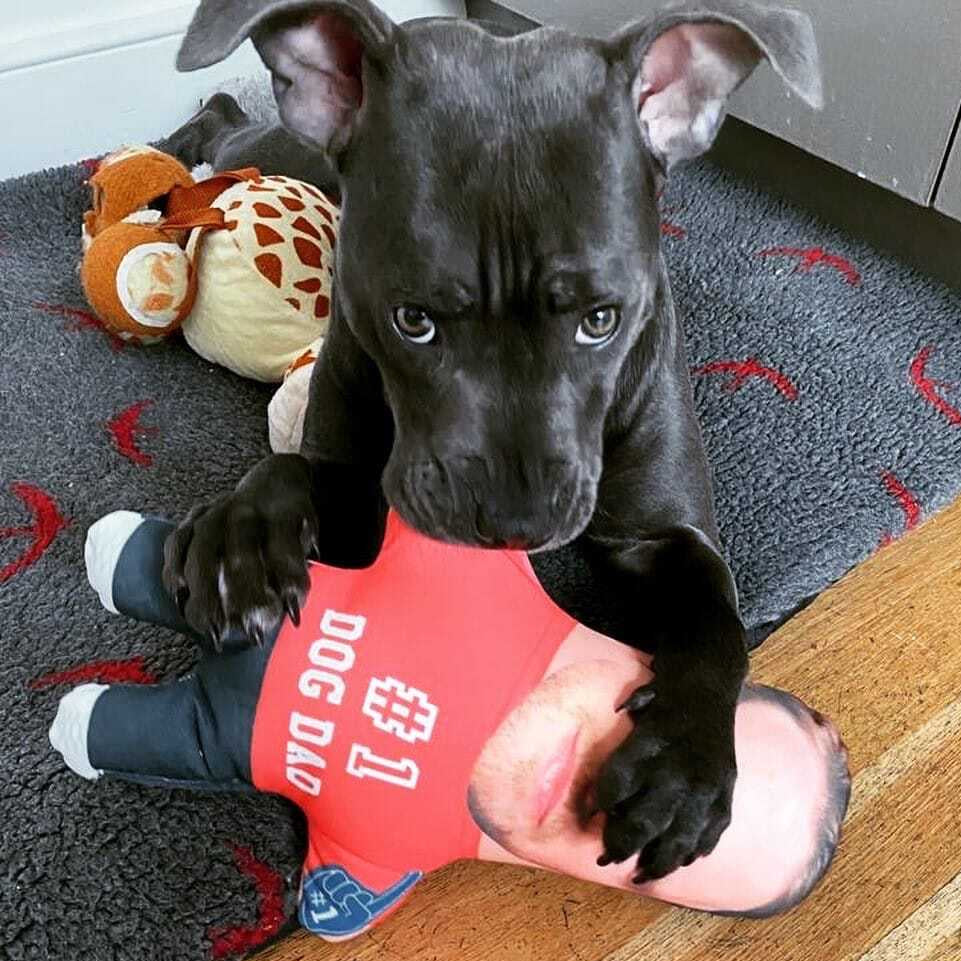 Number 1 Dog Dad Dog Toy