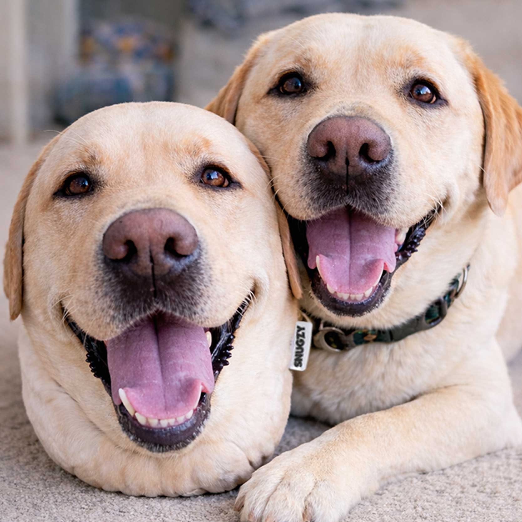 Your Dog Personalized Face Cushion