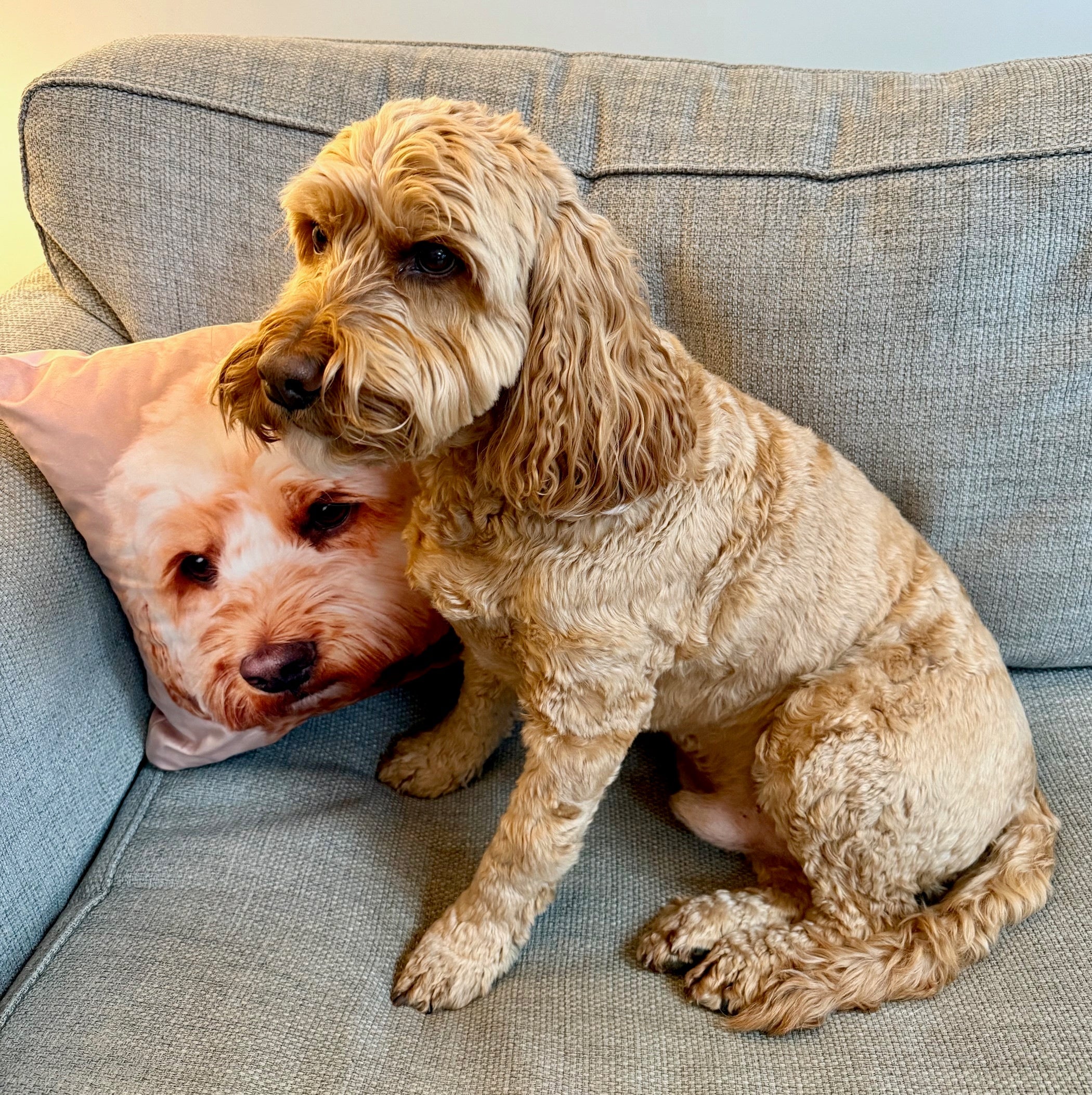 Your Dog Cushion
