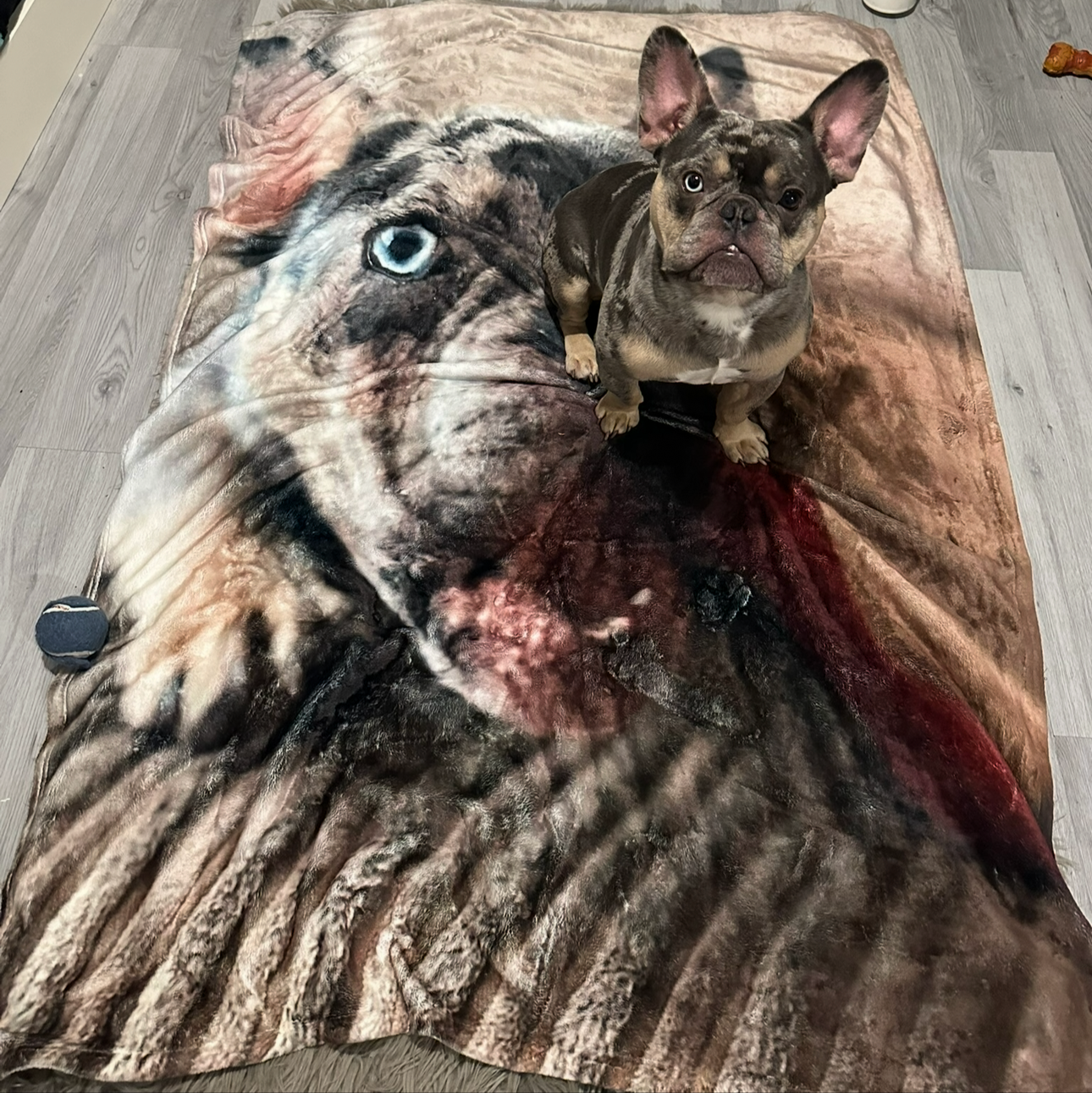 Dog Full Photo Personalized Blanket