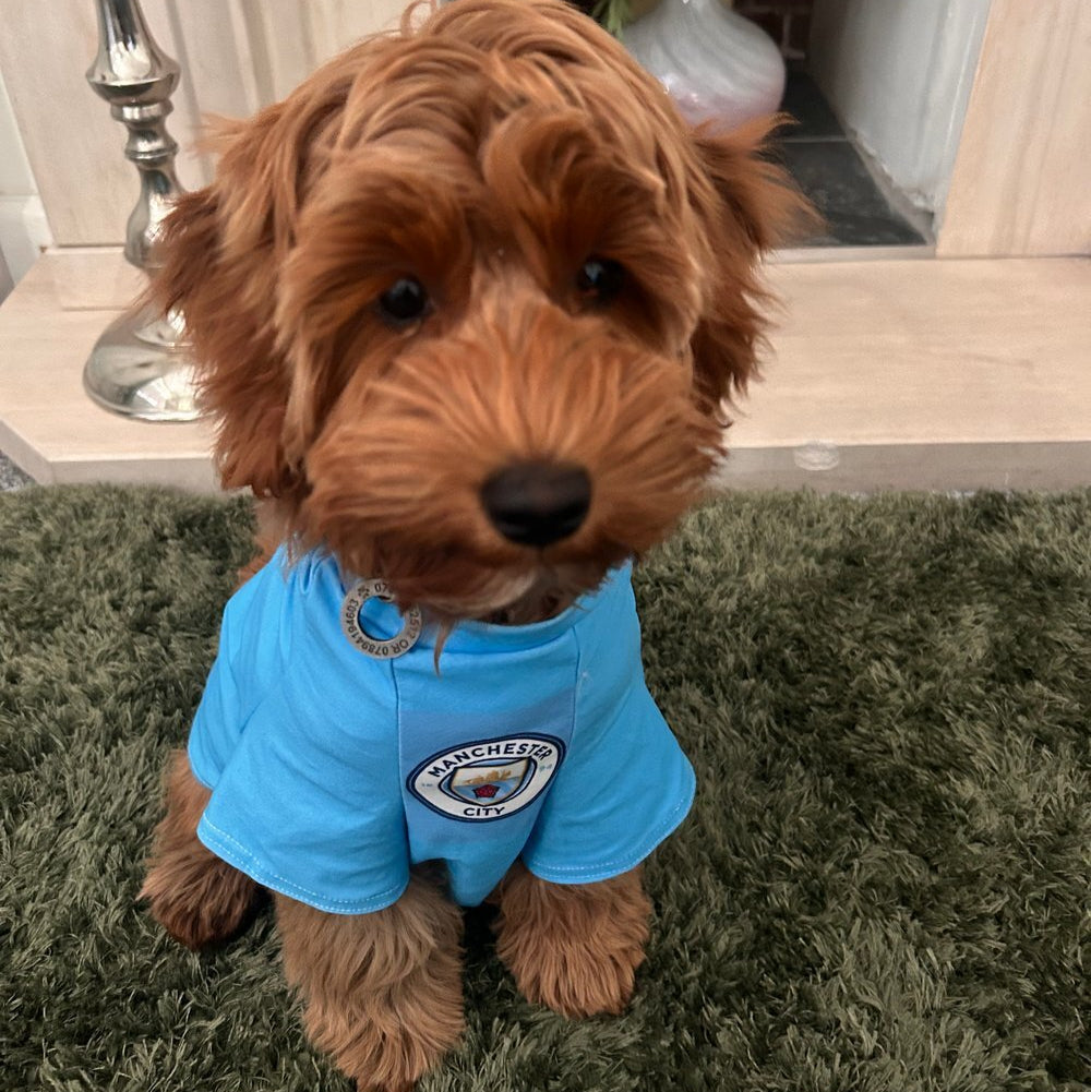Man City Dog Shirt
