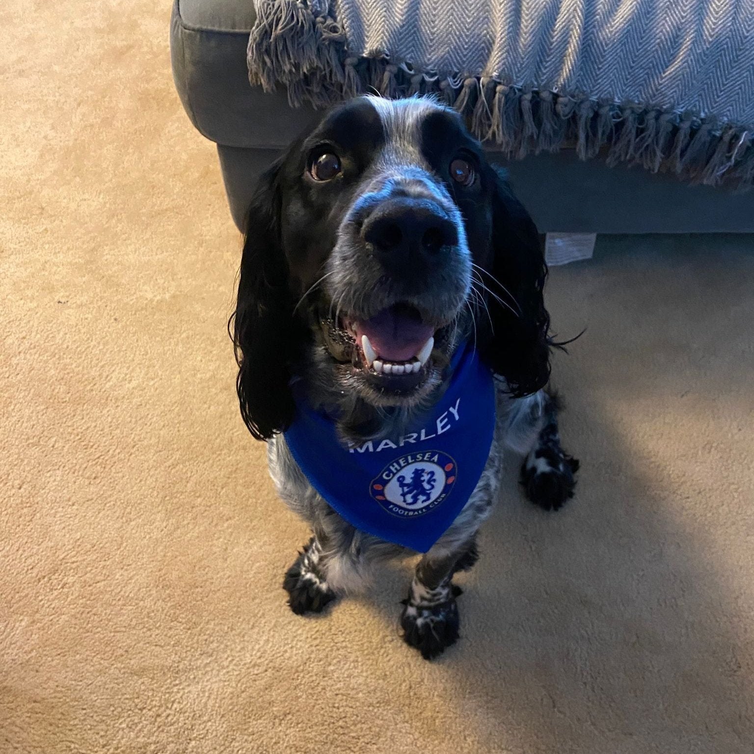 Personalized Chelsea Dog Bandana