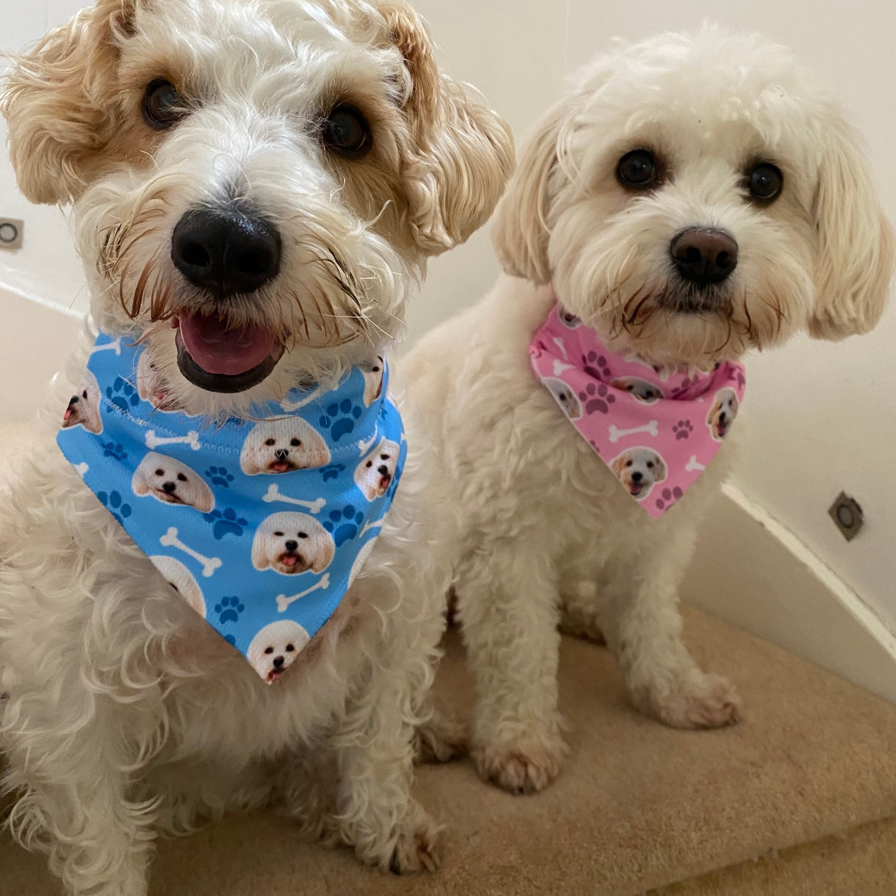 The Dogzy Personalized Dog Bandana