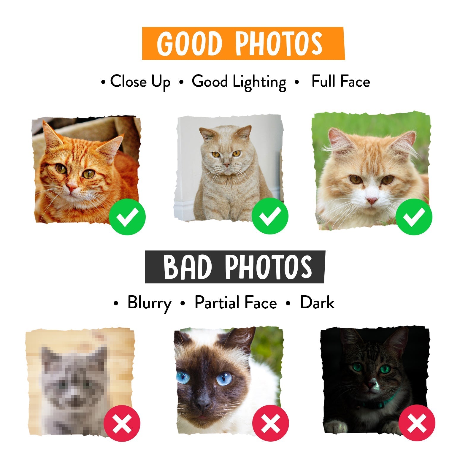 Your Cat Face Splat Cushion